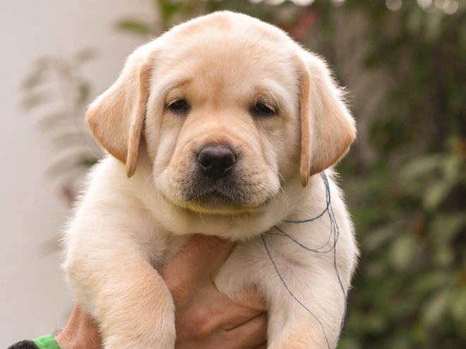 Labrador Retriever Welpe zu verkaufen