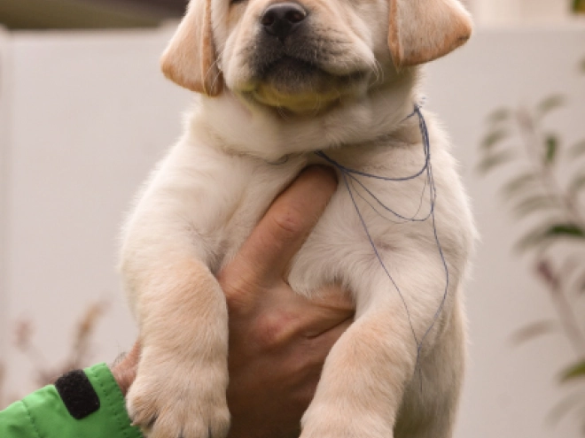 Labrador Retriever Welpe zu verkaufen