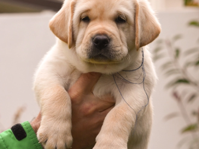 Labrador Retriever Welpe zu verkaufen