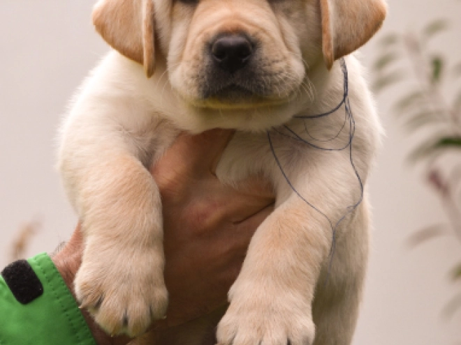 Labrador Retriever Welpe zu verkaufen