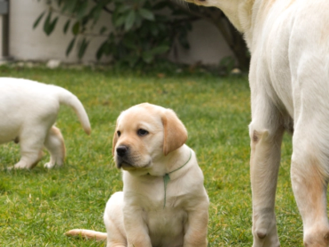 Labrador Retriever Welpe zu verkaufen