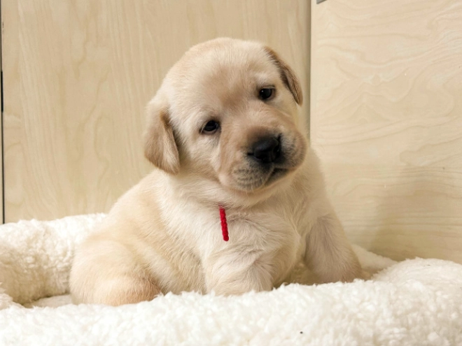 Labrador Retriever Welpe zu verkaufen