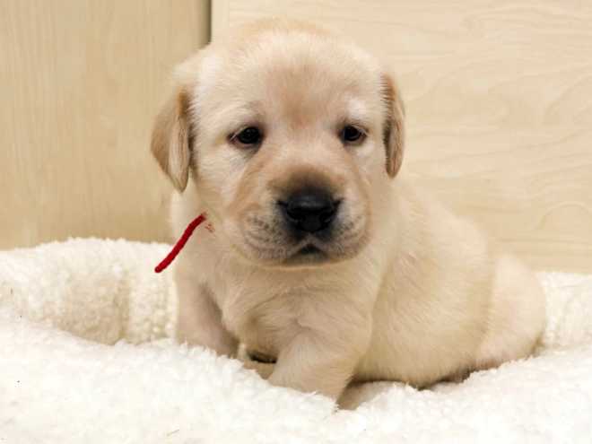 Labrador Retriever Welpe zu verkaufen