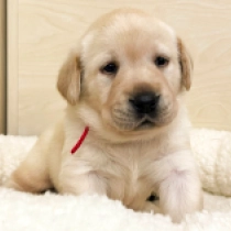 Perros Labrador Retriever en venta