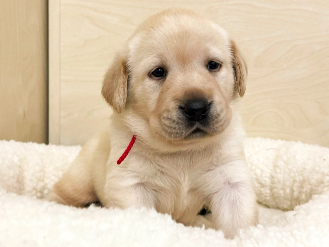 Labrador Retriever Welpe zu verkaufen