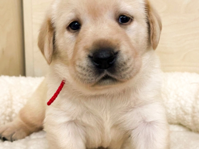 Labrador Retriever Welpe zu verkaufen