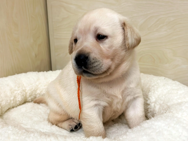 Labrador Retriever puppy for sale