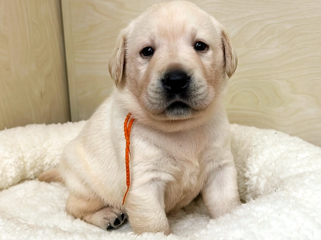 Labrador Retriever puppy for sale