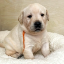 Perros Labrador Retriever en venta