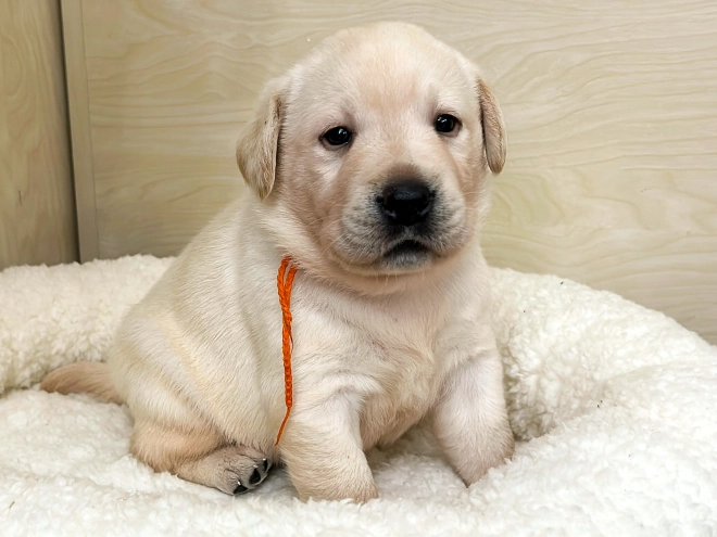 Labrador Retriever puppy for sale