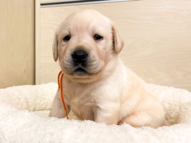 Labrador Retriever puppy for sale