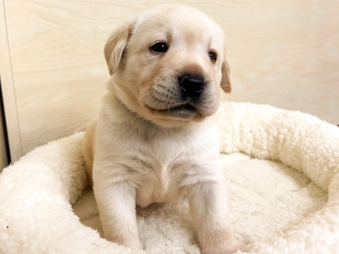 Labrador Retriever puppy for sale