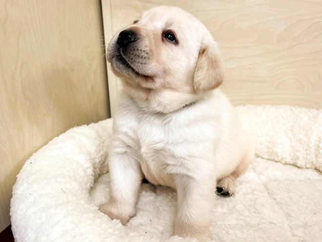 Labrador Retriever puppy for sale