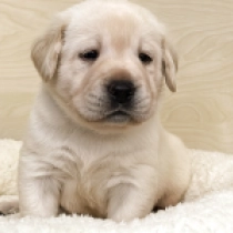 Perros Labrador Retriever en venta