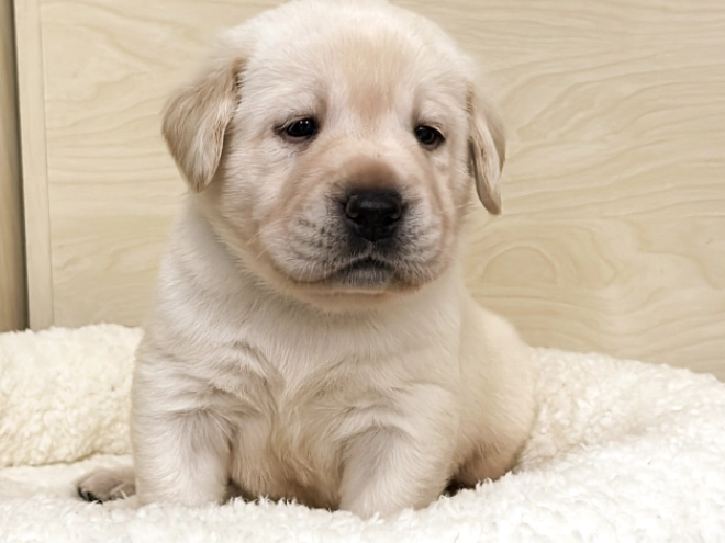 Labrador Retriever puppy for sale