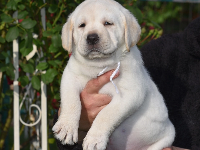 Labrador Retriever Welpe kaufen