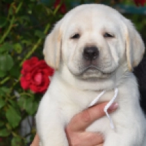 Holly, cream Labrador Retriever Welpen kaufen