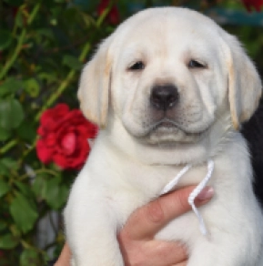 Perros Labrador Retriever en venta