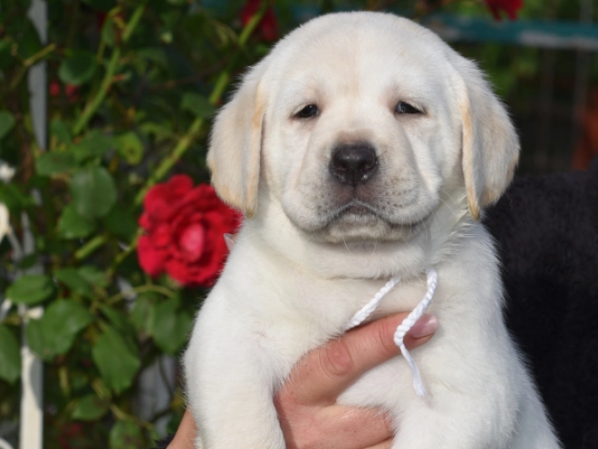 Labrador Retriever Welpe kaufen