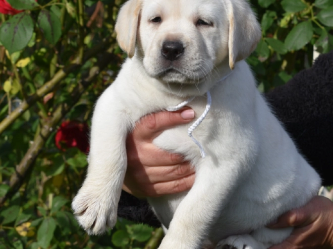 Labrador Retriever Welpe kaufen