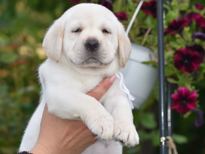 Labrador Retriever Welpe kaufen