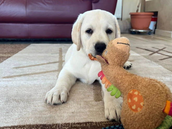 Labrador Retriever Welpe kaufen