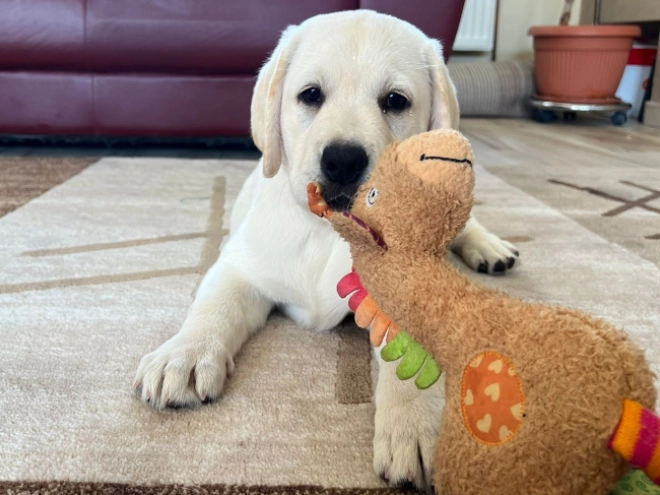 Labrador Retriever Welpe kaufen