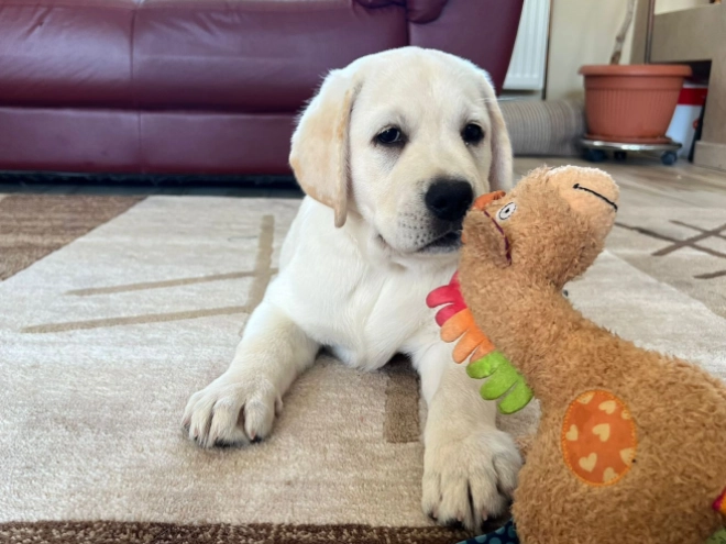 Labrador Retriever Welpe kaufen