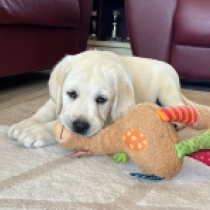 Holly, cream Labrador Retriever Welpen kaufen
