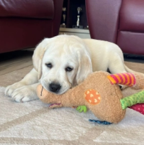 Labrador Retriever puppy for sale