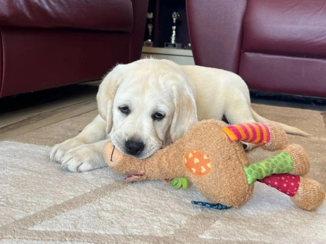 Labrador Retriever Welpe kaufen