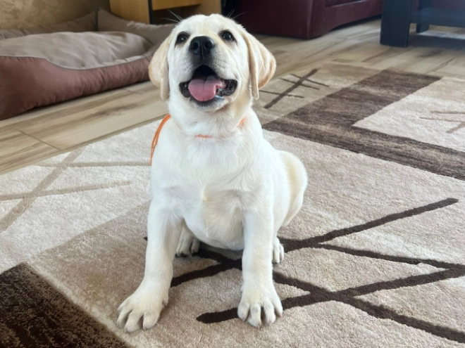 Labrador Retriever Welpe kaufen