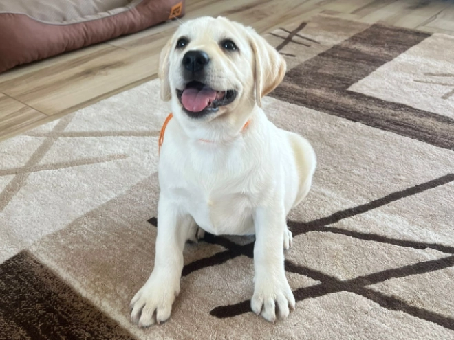 Labrador Retriever Welpe kaufen