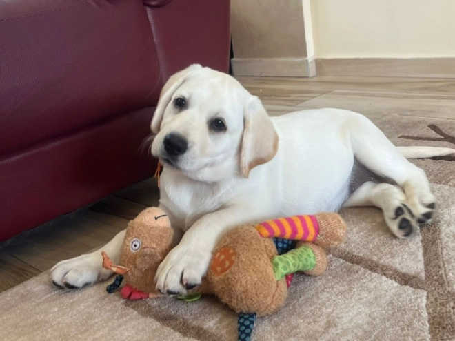 Labrador Retriever Welpe kaufen