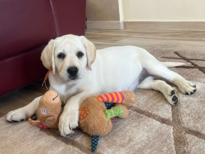 Labrador Retriever Welpe kaufen