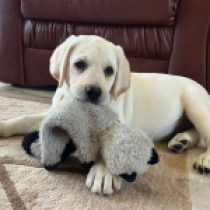 Kishi, cream Labrador Retriever Welpen kaufen
