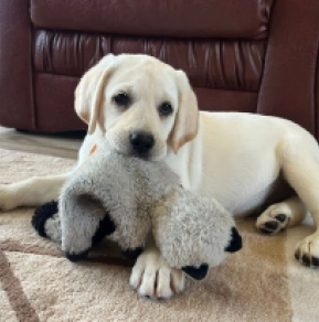 Labrador Retriever puppy for sale