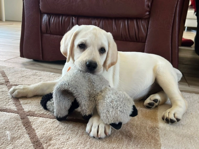 Labrador Retriever Welpe kaufen