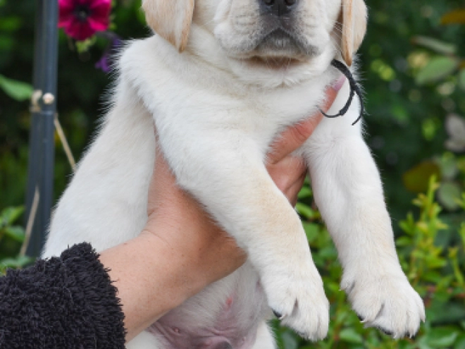 Perros Labrador Retriever en venta