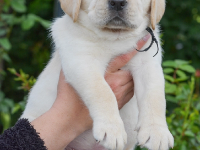 Perros Labrador Retriever en venta