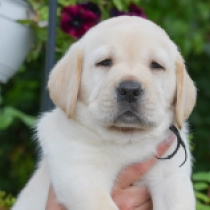 Barfly, cream Labrador Retriever Welpen kaufen