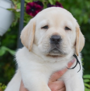 Perros Labrador Retriever en venta