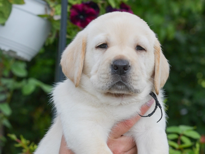 Perros Labrador Retriever en venta