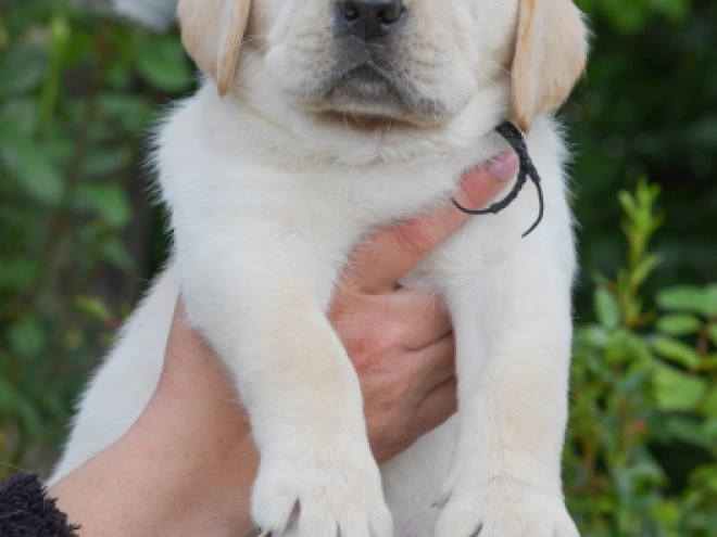 Perros Labrador Retriever en venta