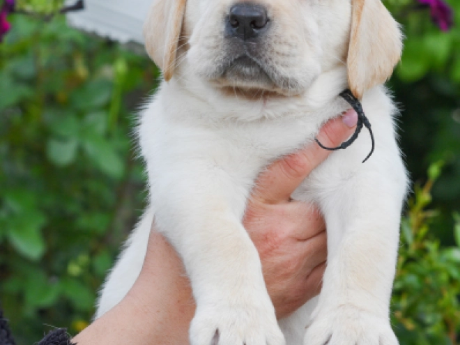 Perros Labrador Retriever en venta
