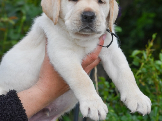 Perros Labrador Retriever en venta