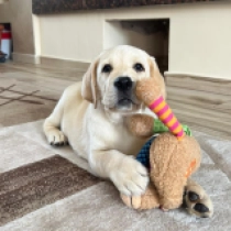 Barfly, cream Labrador Retriever Welpen kaufen
