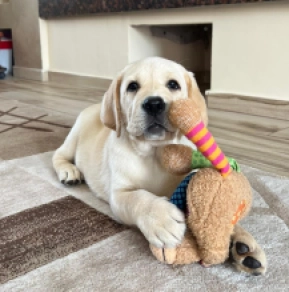 Labrador Retriever puppy for sale