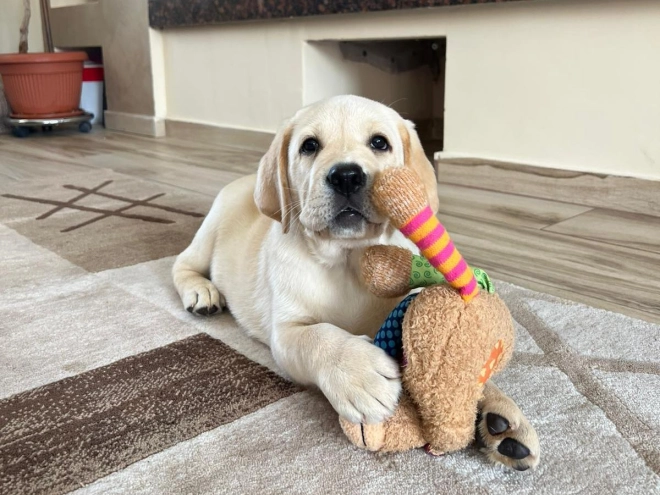 Perros Labrador Retriever en venta