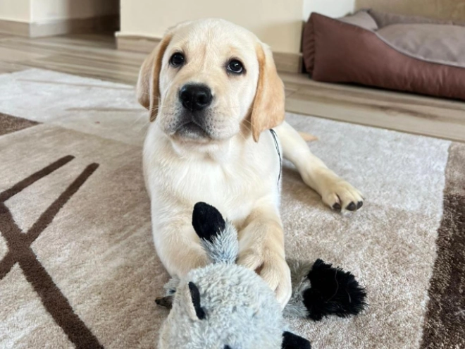 Perros Labrador Retriever en venta